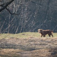 Свобода. :: Владимир Безбородов