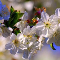 Цветущей вишни запах нежный... :: Ольга (crim41evp)