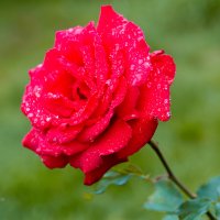 Роза в каплях дождя :: Александр Синдерёв