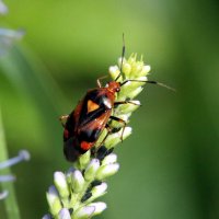 Клоп слепняк (Deraeocoris ruber (Linnaeus, 1758)) :: Павел Морозов