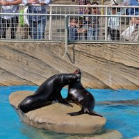 Япония Нагоя Зоопарк Higashiyama Zoo :: wea *