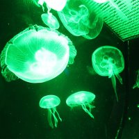 медузы зеленые (неон) :: Любовь ***