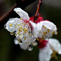Цветки урюка под дождем-2 :: Асылбек Айманов