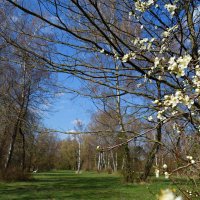 Прекрасна Весна в благолепии дивном! :: Galina Dzubina