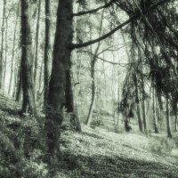Мечтающий лес. :: Андрий Майковский