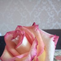 Сорванный роза. :: Серж Поветкин