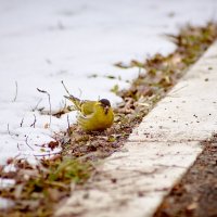 Чиж (лат. Carduelis spinus) :: Владислав Левашов