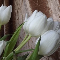 Ах, эти белые тюльпаны! В них целомудрие весны... И речи те, что так обманны, приходят постоянно в :: Freddy 97