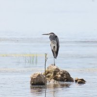 Цапля :: Светлана 