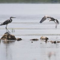 Цапли и чайки :: Светлана 