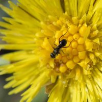 Муха Муравьевидка (Sepsidae sp.) :: Владимир 