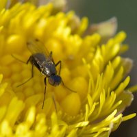 Муха Муравьевидка (Sepsidae sp.) :: Владимир 