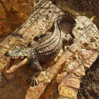 Крокодил, который не съел у Айболита ни одного зайца :: Андрей Лукьянов