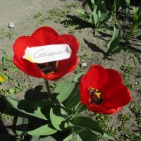 Гламурные тюльпаны: дар природы и произведение искусства! :: Alex Aro Aro Алексей Арошенко