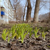 А за окном жизнь продолжается!.. :: Андрей Заломленков