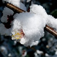 Цветки урюка под снегом-1 :: Асылбек Айманов