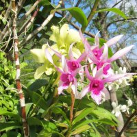 Вьетнам,северные острова,остров орхидей :: Елена Шаламова