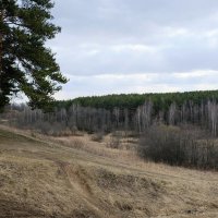 Пора бы уже и позеленеть :: Вадим 