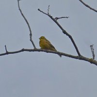 Emberiza citrinella :: Raduzka (Надежда Веркина)