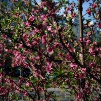 Дерево весной с цветами красивого розового цвета. :: sokoban 