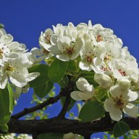 Яблони в цвету - какое чудо! :: Тамара Бедай 