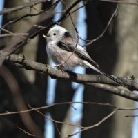 с почкой в клюве... :: Михаил Жуковский