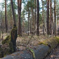 Лежит, значит валежник? :: Михаил Полыгалов