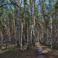 Ледяная тропка. :: Михаил Полыгалов