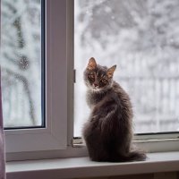 Опять снег :: Вера Сафонова