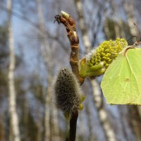 Крушинница, или лимонница (Common Brimstone) :: Денис Бочкарёв