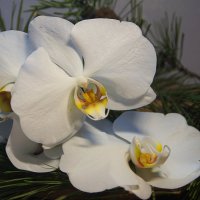 Орхидея :: Наталья Ильичёва