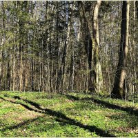 Весенний лес. :: Валерия Комова