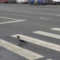 Примерный пешеход :: kudrni Кудрявцева