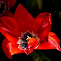 Тюльпаны, свет и тень :: Heinz Thorns