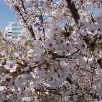 Цветение сакуры, Осака, Япония :: Иван Литвинов