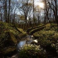 Весенняя лунная ночь :: Фёдор. Лашков