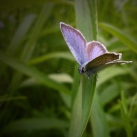 Душа на бабочку похожа :: dana smirnova