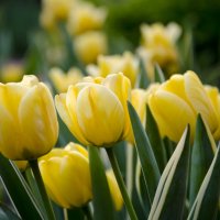 Желтые тюльпаны вестники...  весны :) :: Татьяна Евдокимова
