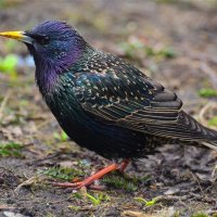 Обыкновенный скворец(Sturnus vulgaris) :: Иван 