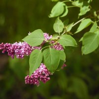 ...Плыл по городу запах сирени... :: barsuk lesnoi