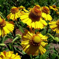 Гелениум - солнечные цветы!... :: Лидия Бараблина
