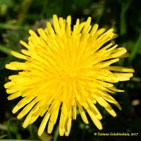 Dandelions. Одуванчики. :: Tatiana Golubinskaia