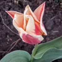 Весной тюльпаны особенно хороши. :: Серж Поветкин