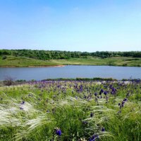 Шахты. Ковыль на берегу Грушевского водохранилища. :: Пётр Чернега