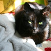Black cat :: Анастасия 