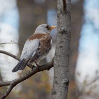 Обычный птиц -:)) :: Александр Запылёнов