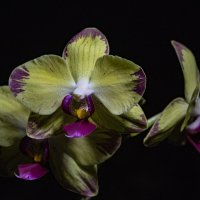 Орхидея :: Ефим Журбин