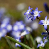 Весна в синем :: Руслан Гончар