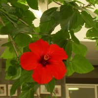 Гибискус комнатный (китайская роза), как интерьер в библиотеке :: Татьяна Р 