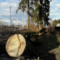 сильный ветер победил :: Любовь 